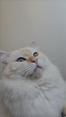 Cuvanje macaka u vasem domu - Vracar