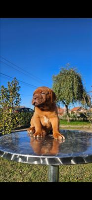 Bordoska doga stenci