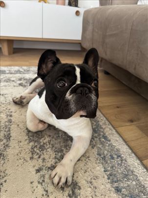 Francuski buldog, odrastao pas