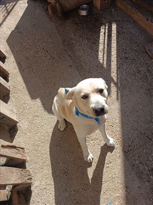Labrador retriver, odrastao pas