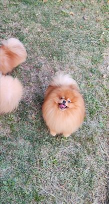 Pomeranski špic , odrastao pas