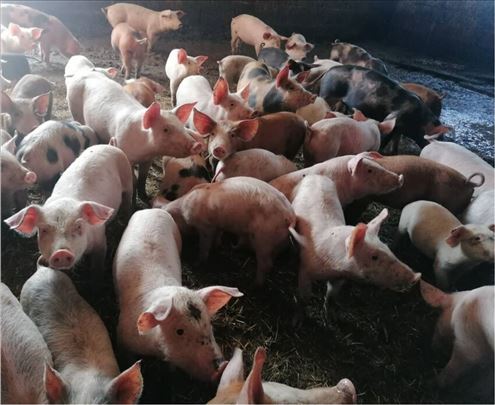 Prasici od 15 do 45kg