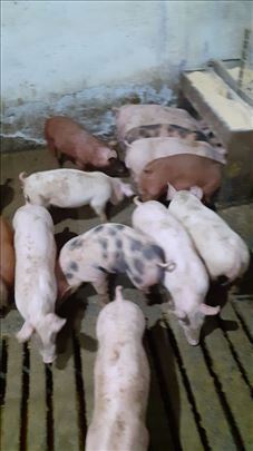 Prodajem prasice