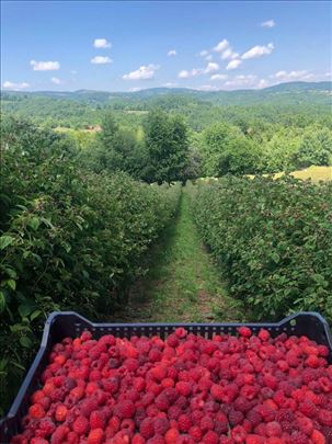 Stari Vilamet, Glen ample, Crni Vilamet, Fertodi