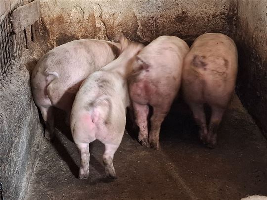 Tovljenici na prodaju