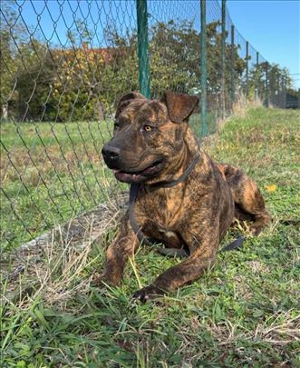 Američki stafordski terijer, mlad pas