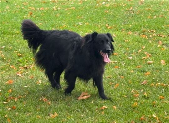 Belgijski ovcar-Grenandl