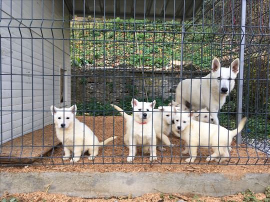 Beli švajcarski ovčar, štenci