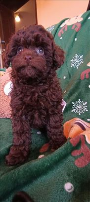 Teacup i toj zenke braon