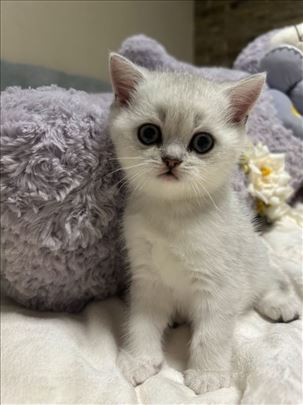 Britanska kratkodlaka, mače