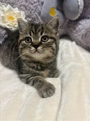 Britanska kratkodlaka, mače