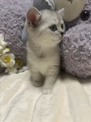 Britanska kratkodlaka, mače