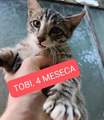 Divno, povuceno mače Tobi trazi nekog  da ga voli