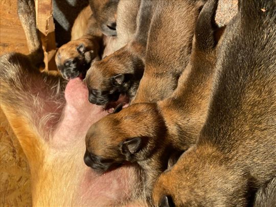 Dobrodošli u porodicu šampiona! Malinoa Štenci