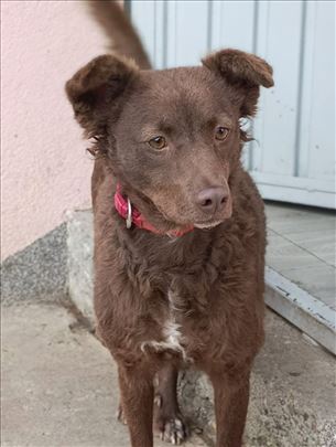 Lana pulinka, mlada zenka