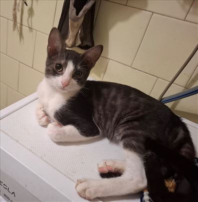 Maki lepotan mladi mačak trazi dom, sivo belo mace