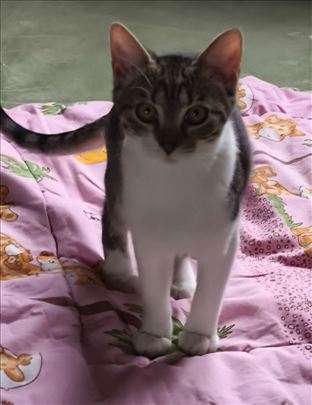 Mešanac, mače Jana