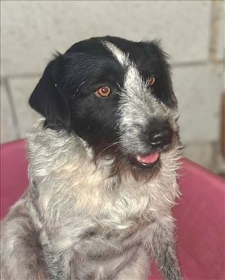 Nemački oštrodlaki ptičar/frizijski pticar