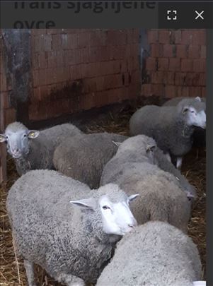 ovce na prodaju