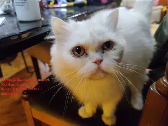 Persijska doll face , mače i mačka na prodaju