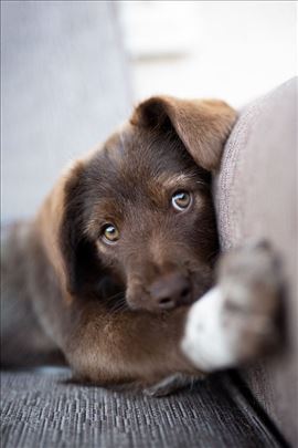 Udomljavam, poklanjam štence