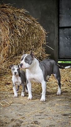 Američki stafordski terijer, štene