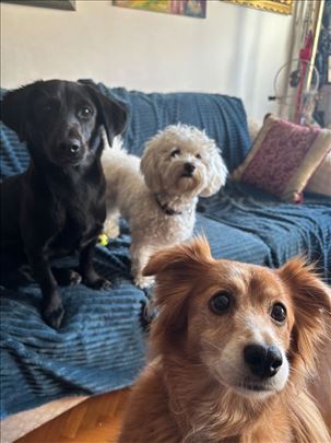 Arin kutak, čuvanje pasa u stanu - Crveni krst-Bgd