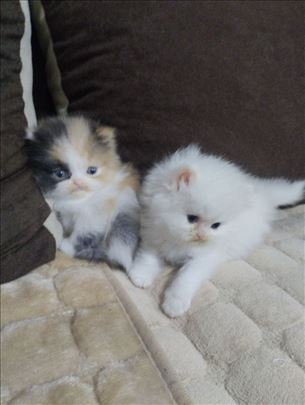 Persijska , mlada mačka