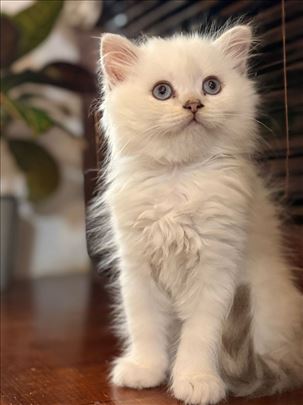 Škotski fold, mače