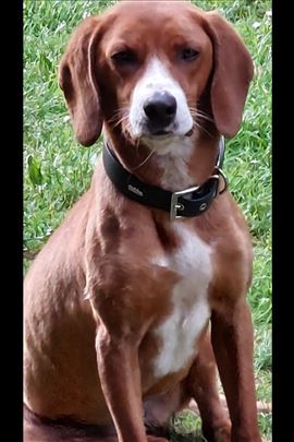 Srpski gonič, mlad pas