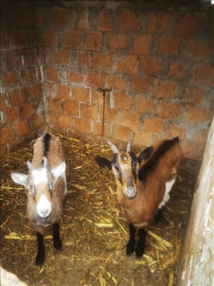 2 ženska jareta-Stapar