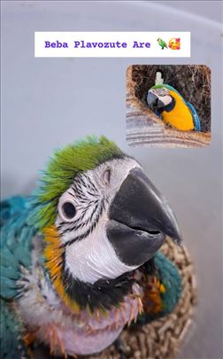 Bebe plavo-žutie Are rucno hranjene