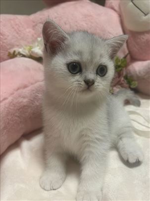 Britanska kratkodlaka, mače