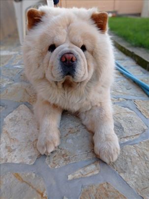 Čau-čau, odrastao pas