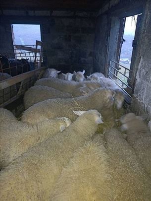 Jagnjići, četiri ipo meseca