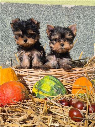 Jorkširski terijer, štene