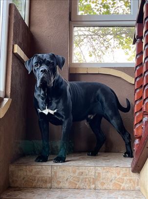 Kane korso, odrastao pas