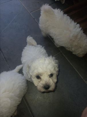 Kovrdžavi bišon, štene