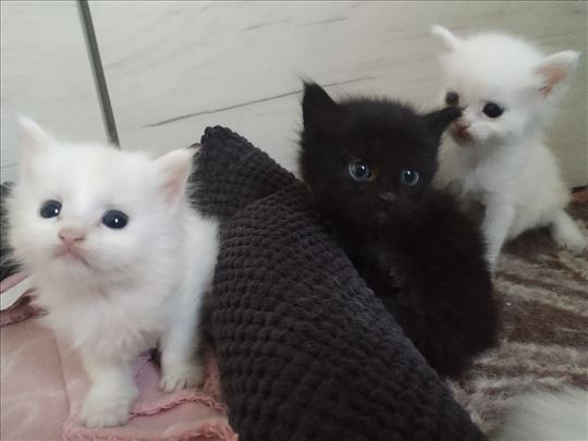 Maine Coon , mačići