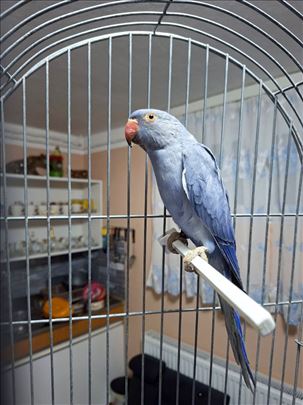 Mali Aleksandar Violet dupli faktor 