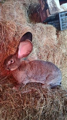 Muski belgiski sivi orijas 