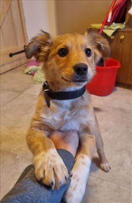 Na poklon: Štenci manjeg rasta