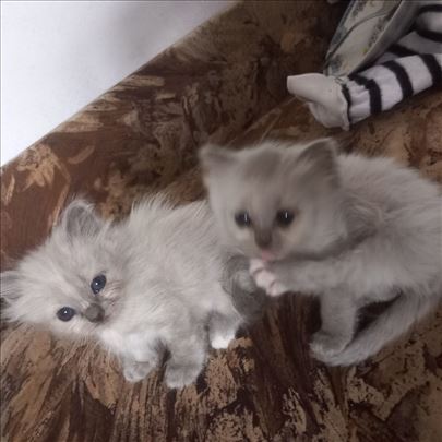 Na prodaju ragdoll muški mačići 