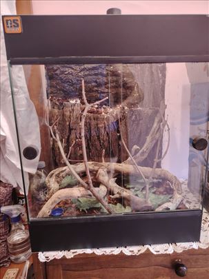 Sredjeni terarijum za krestastog gekona