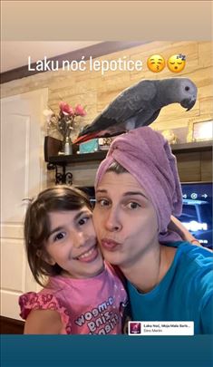 Žako - sivi afrički papagaj ručno hranjeni 