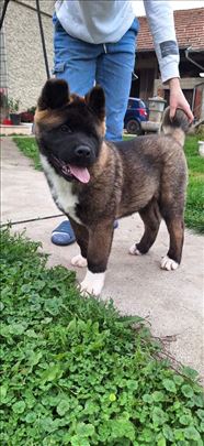 Američka akita, štenci 