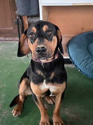 Bole, mešanac erdeljskog goniča traži dom