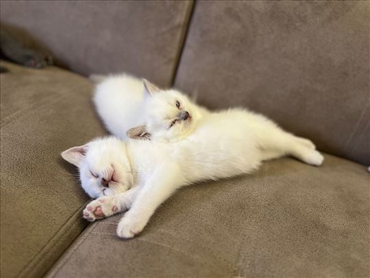 Britanska kratkodlaka, mače