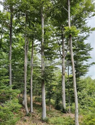 Divčibare, 6 ari čistog mira – regulisan plac