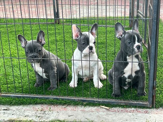 Francuski buldog, štenci